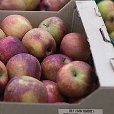 Tracing Fresh Produce Cold Shipping Labels Through The Supply Chain